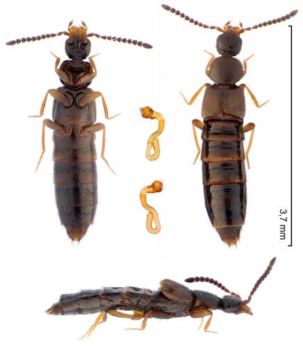 Réf. 354 576 : Liogluta microptera
